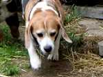 Beagle - Besuch